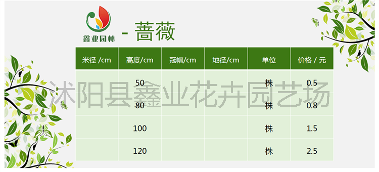 蔷薇.png