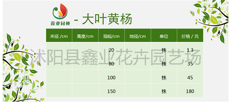 大叶黄杨.png