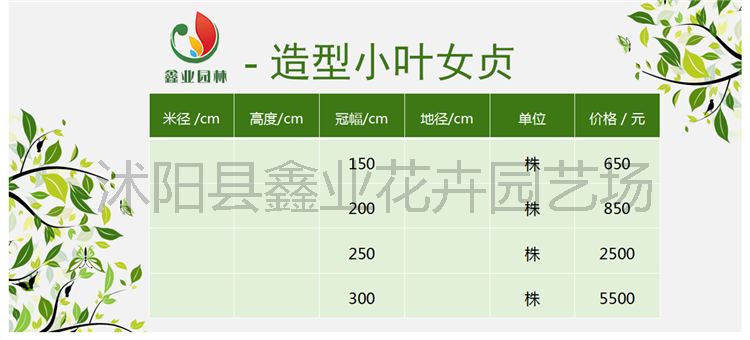 造型小叶女贞.png